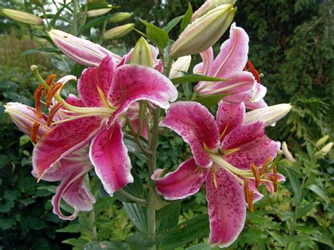 Lilien Lilium Infos And Pflanzen Dieser Gattung