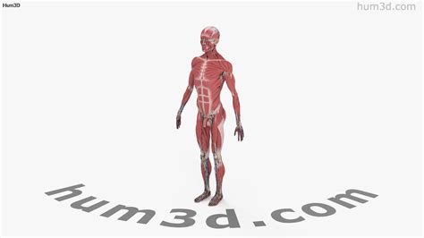 360 view of Complete Male Anatomy 3D model - Hum3D store