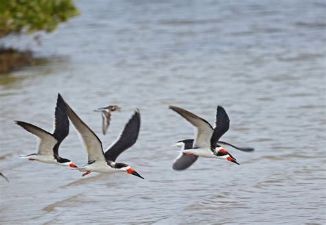 Pictures and information on Black Skimmer