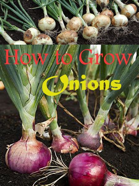 How To Best Grow Onions Everything About Garden