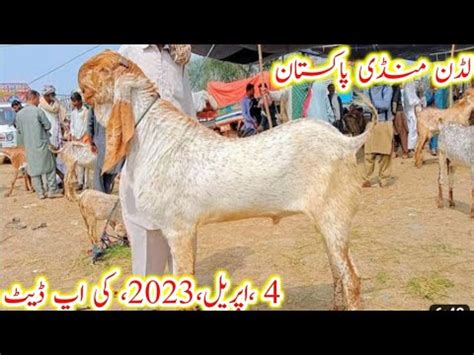 Ludan Bakra Mandi Update Top Class Quality Ke Bakaron Ke Rate Or Makhi