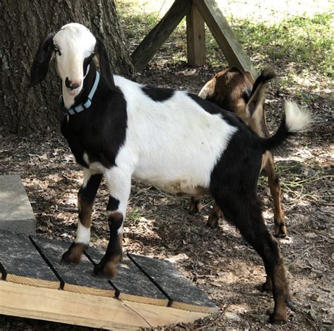 Mini Nubian Goats