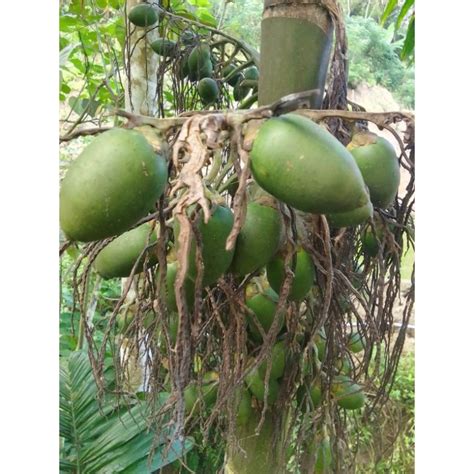 Jual Buah Pinang Muda Segar Langsung Petik Dari Pohon Herbal Alami