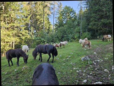 Pferdemarkt Pony Pony Stuten Kaufen Landwirt