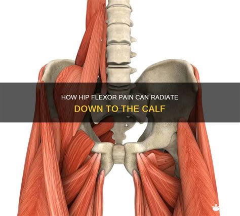 How Hip Flexor Pain Can Radiate Down To The Calf Medshun