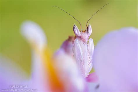 Malaysian Orchid Mantis Hymenopus Coronatus Alex Hyde