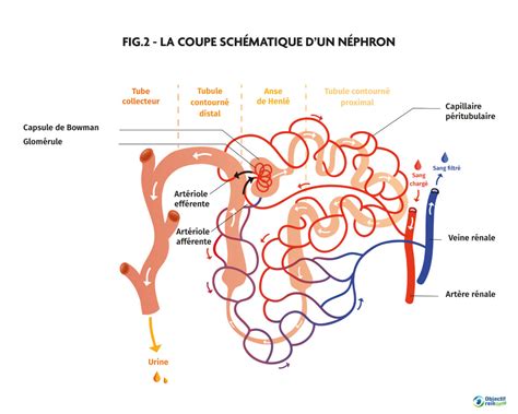 Le rein cet organe méconnu l Objectif Rein Santé