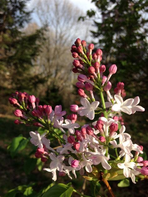 Syringa X Hyacinthiflora Early Flowering Lilac Early Hybrid Lilac