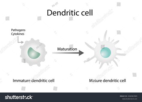 Dendritic Cell Is An Antigen Presenting Cells Royalty Free Stock