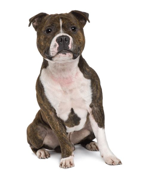 Staffordshire Bull Terrier Breeders Australia Staffordshire Bull