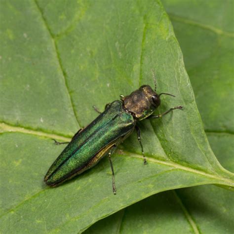 Emerald Ash Borer Identification & Info | Houston TX