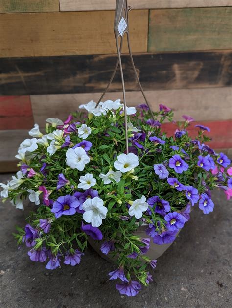 Flowers | Natty Garden