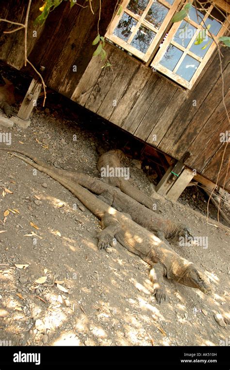 Komodo dragons on the island of Komodo in Indonesia Stock Photo - Alamy