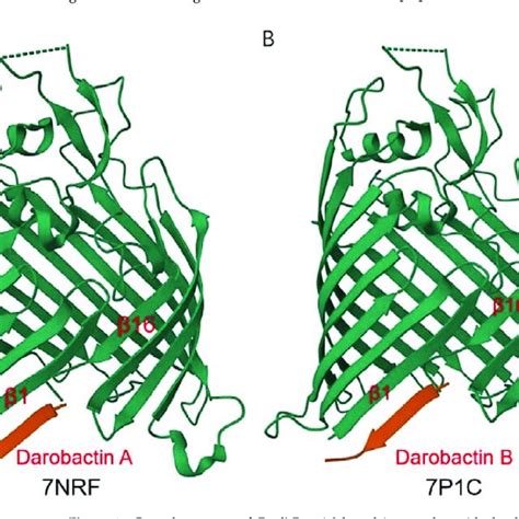 Crystal Structure Of E Coli Bama Barrel In Complex With Darobactin