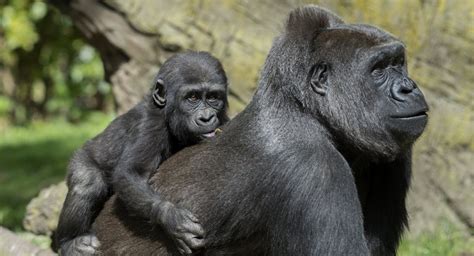 Photos: Those Adorable Bronx Zoo Gorilla Babies Are Now Toddlers ...