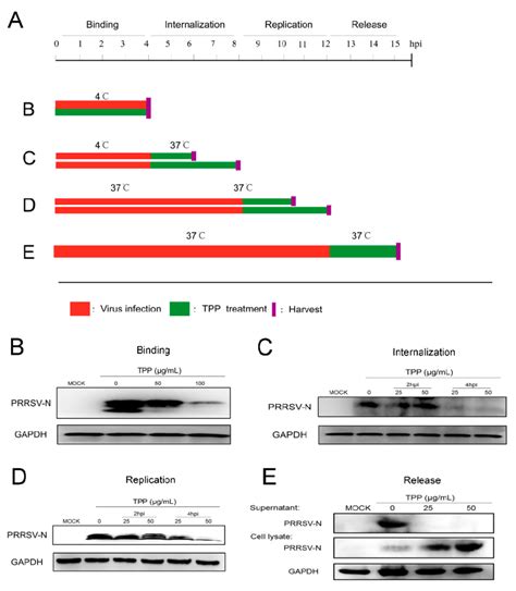 Tpp Inhibits Prrsv Attachment Entry Replication And Release