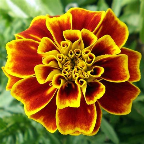 ethnobotanical perspective  marigolds seattles favorite garden