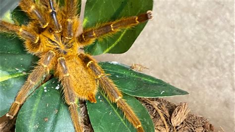 Tarantula Feeding Obt Orange Baboon Tarantula Orange Bitey Thing