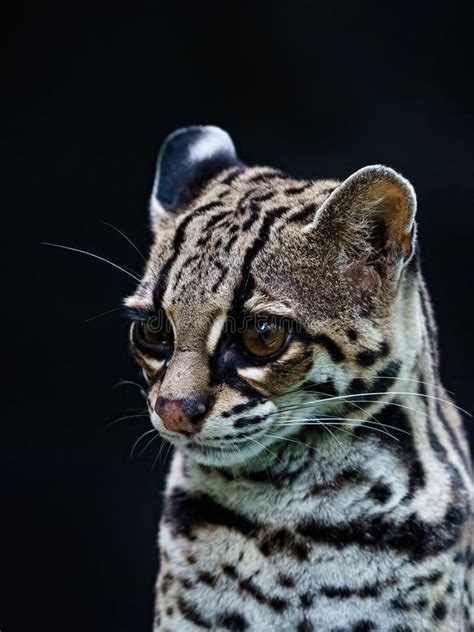 Female Margay Leopardus Wiedii Early Morning In Forest In Csota Rica