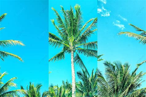 Palm Tree Branch Nature Tropic Photo Background And Picture For Free ...