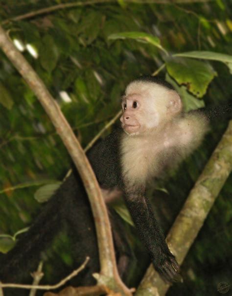 Manuel Antonio Les M En Vadrouille Blog Voyage