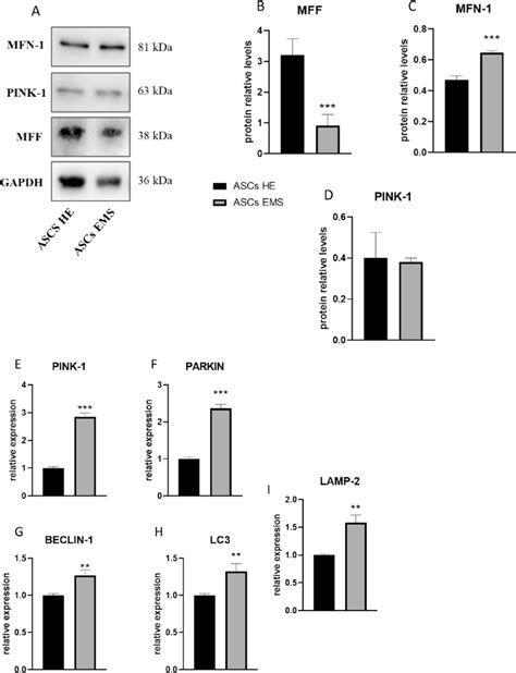 Evaluation Of Mitophagy And Autophagy Representative Bands A Show Download Scientific