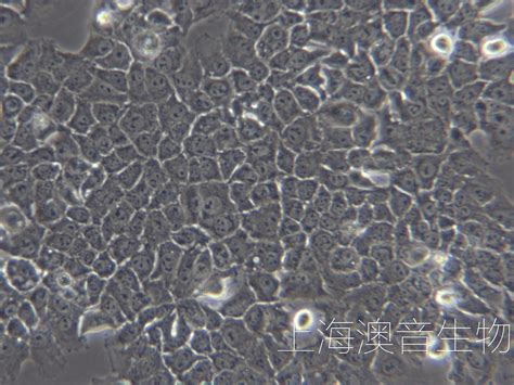 Aml12小鼠肝实质细胞 企业官网