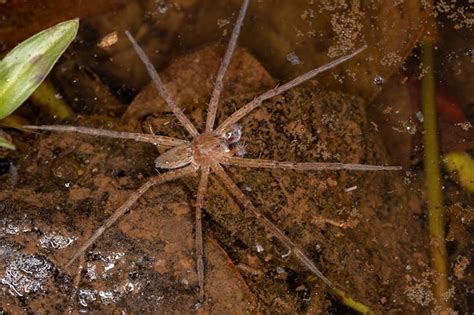 Macho Adulto Trechaleid Spider De La Familia Trechaleid Es Una Especie