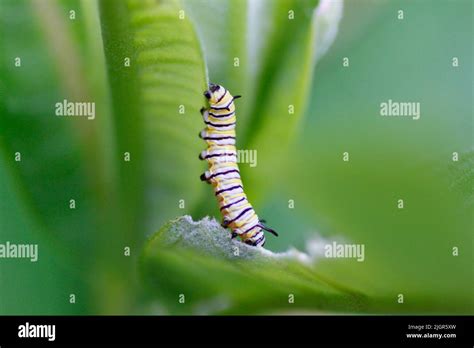 Monarch Caterpillar Feeding On Milkweed Stock Photo Alamy