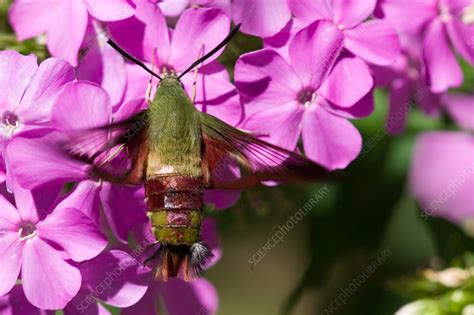 Hummingbird Moth Stock Image C043 6899 Science Photo Library