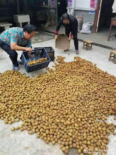 留垻山溝溝純野生獼猴桃熟了！還是小時候的味道！ 每日頭條