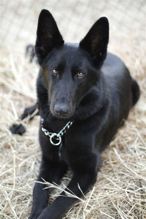 Black German Shepherd Puppies Female - Pets Lovers