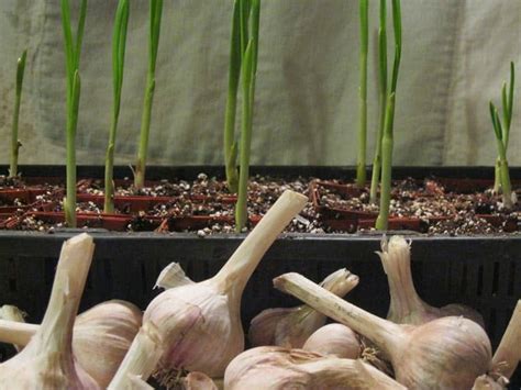 Effective Hacks For Growing Garlic Indoors Hort Zone