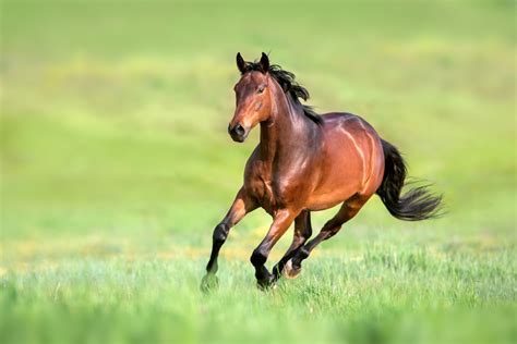 Cavalo Puro Sangue Inglês veja características da raça Guia Animal