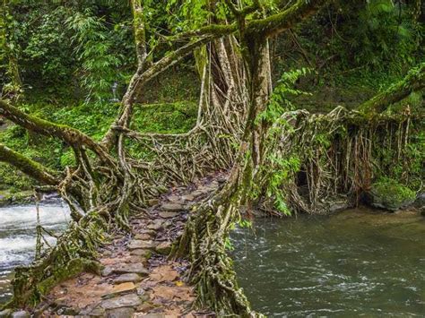 Living Root Bridge, Cherrapunji, India. They are handmade from the aerial roots of rubber fig ...