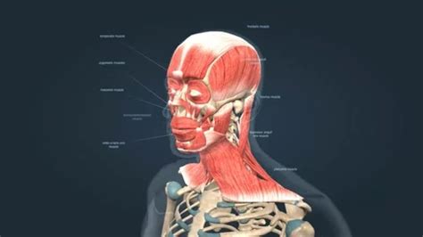 Anatomy Of Male Head Muscular System Stock Video Pond5