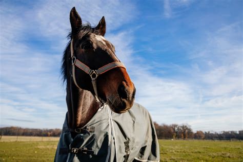 9 Best Horse Rain Sheets for Weathering the Storm - Horse Rookie