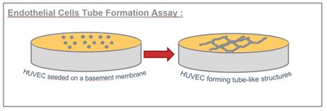 Endothelial Cells Tube Formation Assay In Vitro Assays For Angiogenesis Straticell