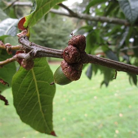 Quercus Rysophylla In Roath Park Pleasure Garden