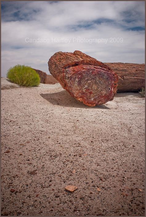 I M Petrified Cross Section Of A Petrified Log What S N Flickr