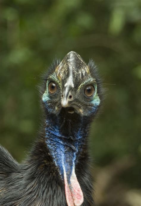 Australian Cassowary Face Front A Juvenile Cassowary Sta Flickr