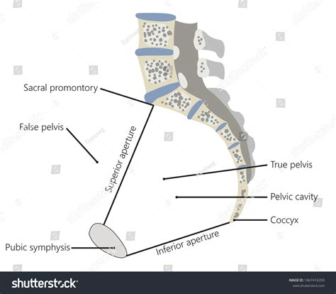 Pelvis Upper Femora Midsagittal Section Showing 스톡 일러스트 1967416393