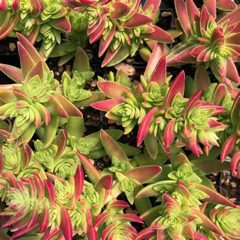 Crassula Corymbulosa Shark S Tooth 2 Pot Little Prince To Go