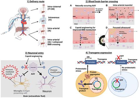 Frontiers A Multifaceted Approach To Optimizing Aav Delivery To The