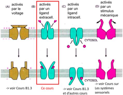 R Cepteurs Ionotropes Et M Tabotropes Flashcards Quizlet