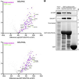 GOLPH3 And GOLPH3L Interact With The COPI Coat And A Host Of