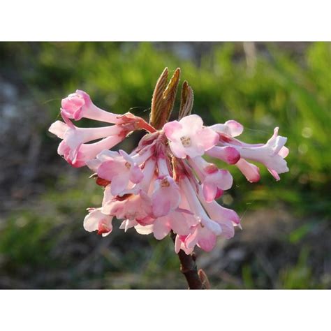 Viburnum bodnantense Dawn Viorne d hiver à floraison très parfumée