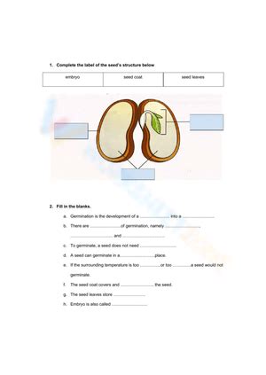 Stages of Seed Germination worksheets