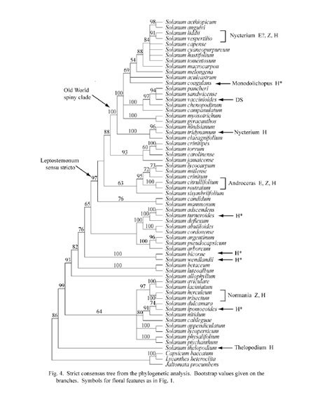 Strict Consensus Tree From The Phylogenetic Analysis Bootstrap Values Download Scientific