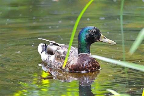 Colvert Canard Lac Photo Gratuite Sur Pixabay Pixabay